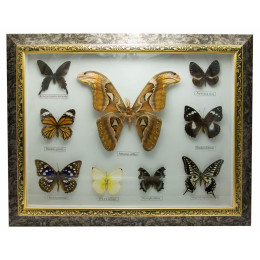 Метелики в рамці (9шт.) (16 & quot;) (46х36 см)