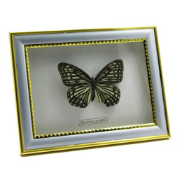 Butterfly in a metal frame (7