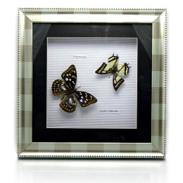 Метелики в металевій рамці (30х30х4 см)