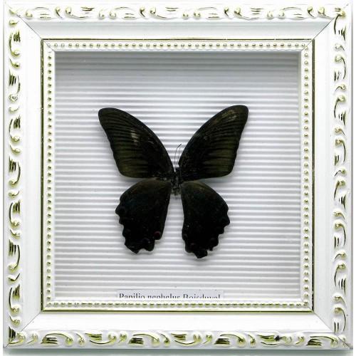 Бабочка в рамке (21х21х4 см)