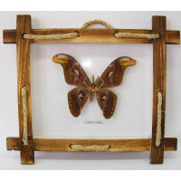 Butterfly in a wooden frame (10