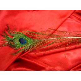 Перо павлина (80 см)(100шт/уп)