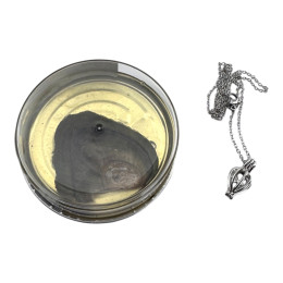 MARKDOWN. Pearl of Wishes with Pendant (18×10×3.5 cm)