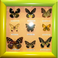 Метелики в дерев'яній рамці (9шт.)(12")