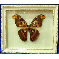 Butterfly in a white frame (1pc)(12