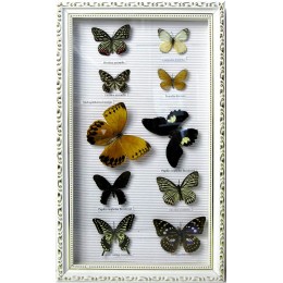Бабочки в рамке (10 шт)(50,5х30,5  см)