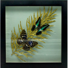 Butterfly in the frame "Leaf"