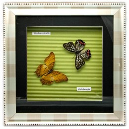 Бабочки в рамке (30х30х3,5 см)