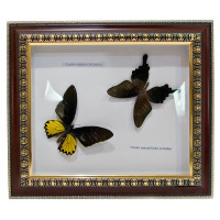 Метелики в рамці (31х36х3 см)