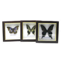 Butterfly in a frame (16x16x3 cm)