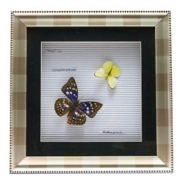 Бабочки в рамке (30х30 см)Дубль