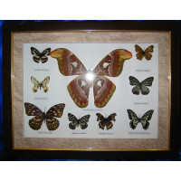 Butterflies in a wooden frame (9 pcs.) (18