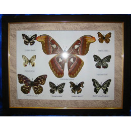 Метелики в дерев'яній рамці (9 шт.)(18")